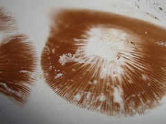 Galerina marginata