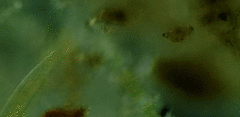 Trachelophyllum brachypharynx