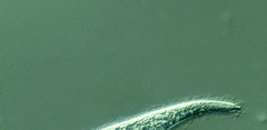 Trachelophyllum brachypharynx