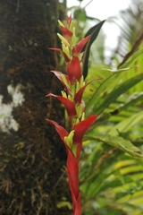 Werauhia proctorii