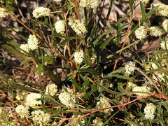 Grevillea synapheae