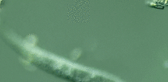 Trachelophyllum brachypharynx