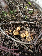 Cantharellus cibarius