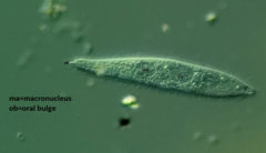 Trachelophyllum brachypharynx