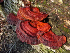 Ganoderma resinaceum
