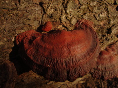 Ganoderma resinaceum