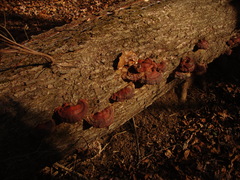 Ganoderma resinaceum