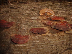 Ganoderma resinaceum