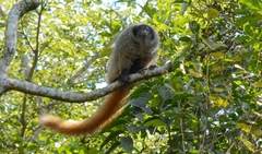 Callicebus nigrifrons