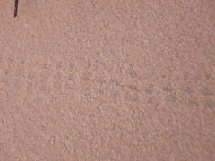 Prionotheca coronata