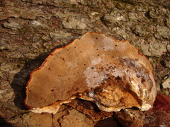 Ganoderma resinaceum