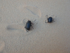 Prionotheca coronata