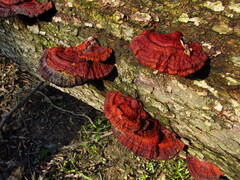 Ganoderma resinaceum
