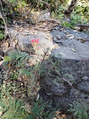 Castilleja bryantii