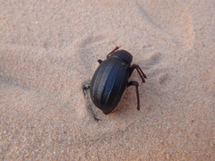 Prionotheca coronata
