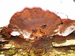 Ganoderma resinaceum