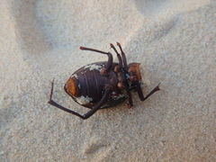 Prionotheca coronata