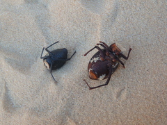 Prionotheca coronata