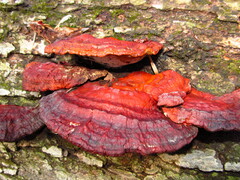 Ganoderma resinaceum