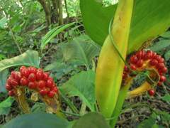 Dieffenbachia wendlandii