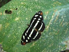 Catonephele mexicana