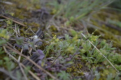Draba nemorosa