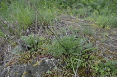 Artemisia campestris