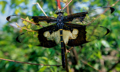 Chlorogomphus papilio