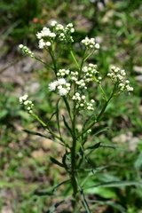Baccharis glutinosa