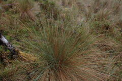 Festuca humilior