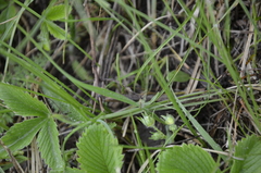 Fragaria viridis