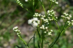 Baccharis glutinosa