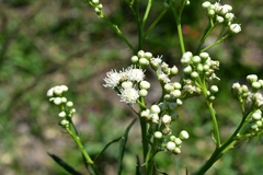 Baccharis glutinosa