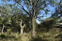 Prosopis nigra