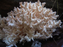 Hericium coralloides