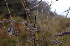 Festuca humilior