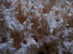 Hericium coralloides