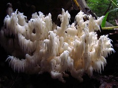Hericium coralloides