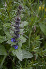 Ajuga genevensis