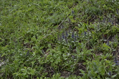 Ajuga genevensis