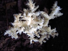 Hericium coralloides