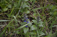 Ajuga genevensis