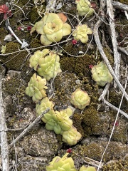 Crassula orbicularis