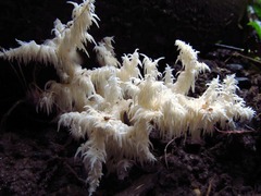 Hericium coralloides