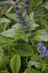 Ajuga genevensis