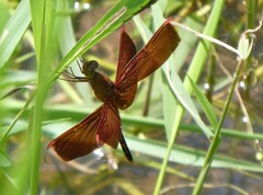 Neurothemis terminata