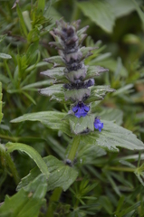 Ajuga genevensis
