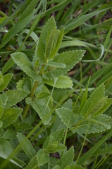 Nepeta nuda