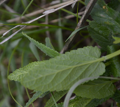 Nepeta nuda