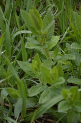 Nepeta nuda